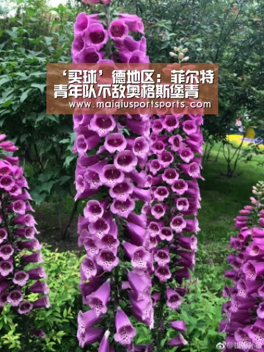 世界杯赛程